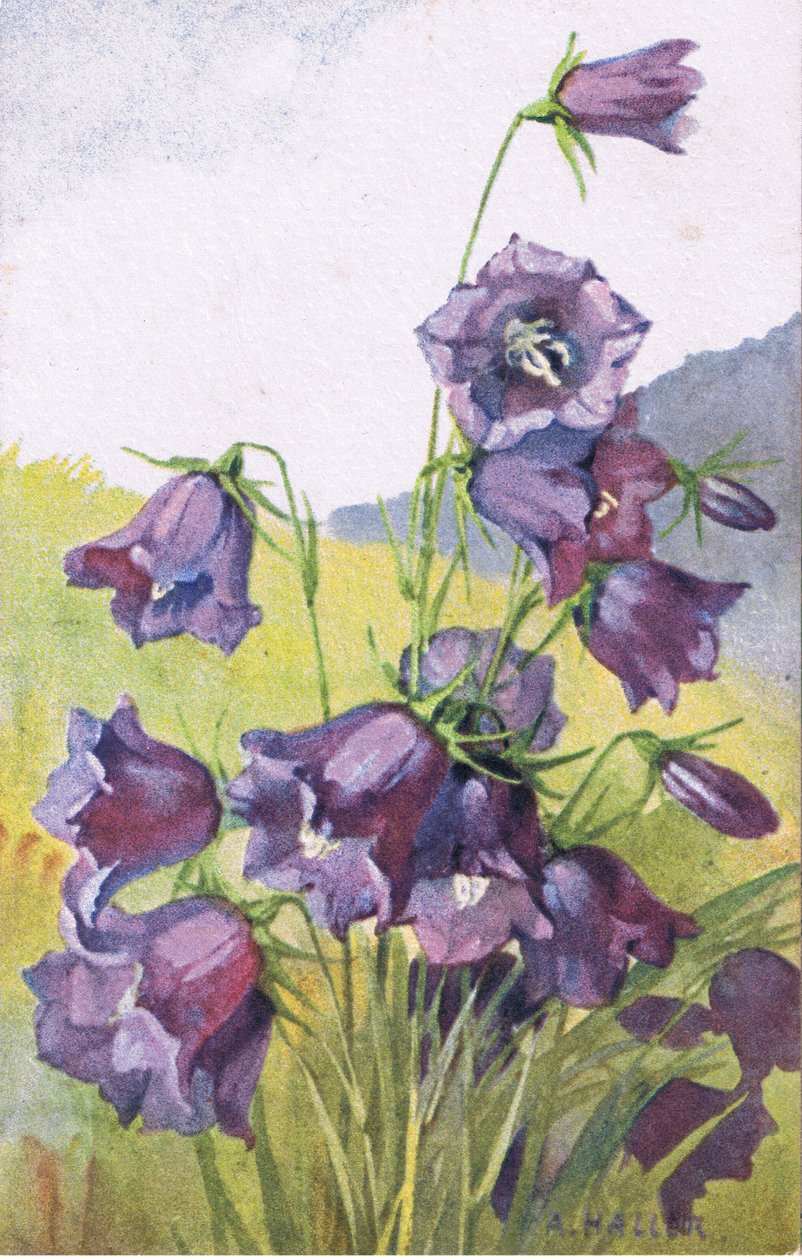 Blå blomma, vykort, 1940-tal av Anna Haller