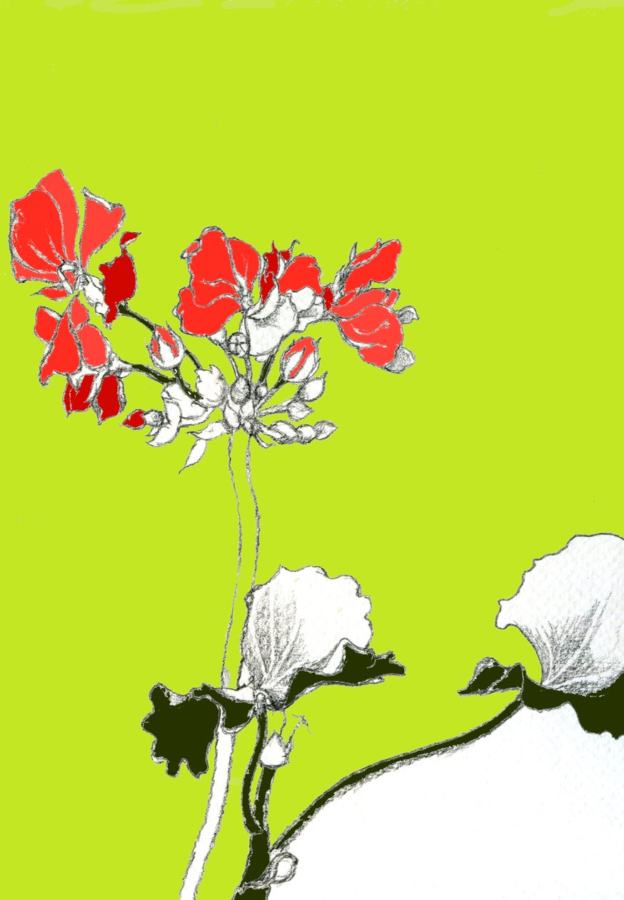 Geranium av Anna Platts