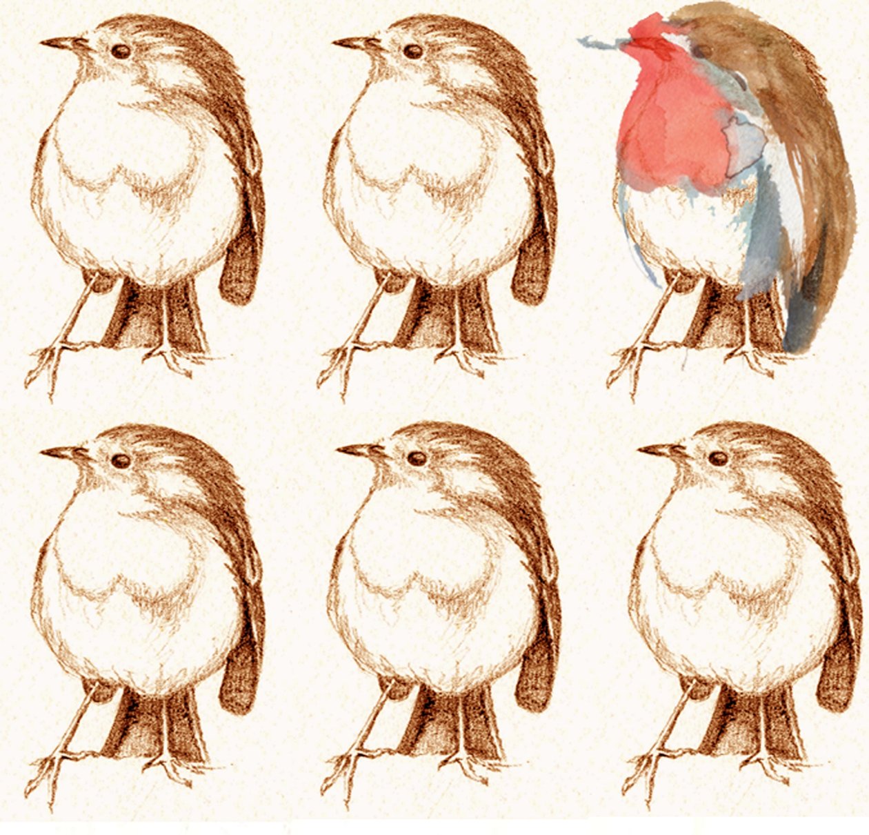 Robin av Anna Platts