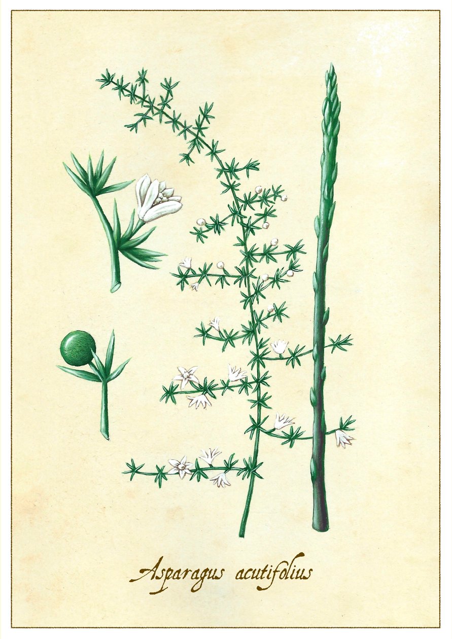 Asparagus acutifolius, 2015 (gouache) av Annalisa Morrocco