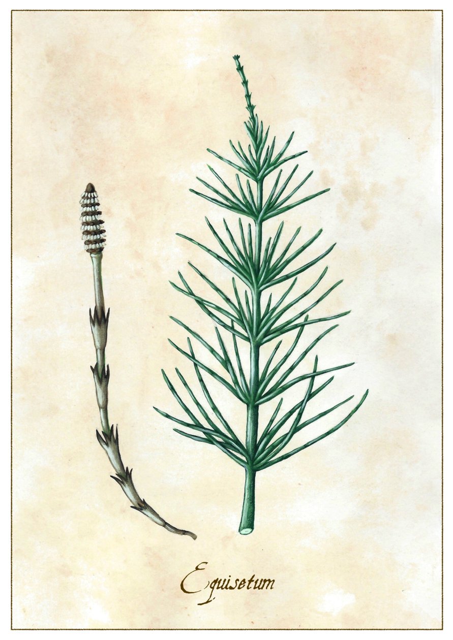 Equisetum, 2015 (gouache) av Annalisa Morrocco