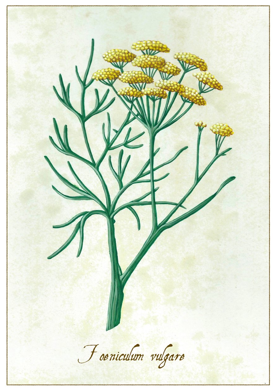 Foeniculum vulgare, 2015 (gouache) av Annalisa Morrocco