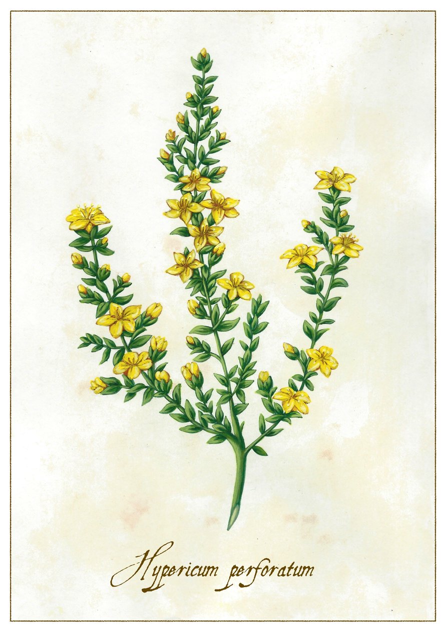 Hypericum perforatum, 2015 (gouache) av Annalisa Morrocco