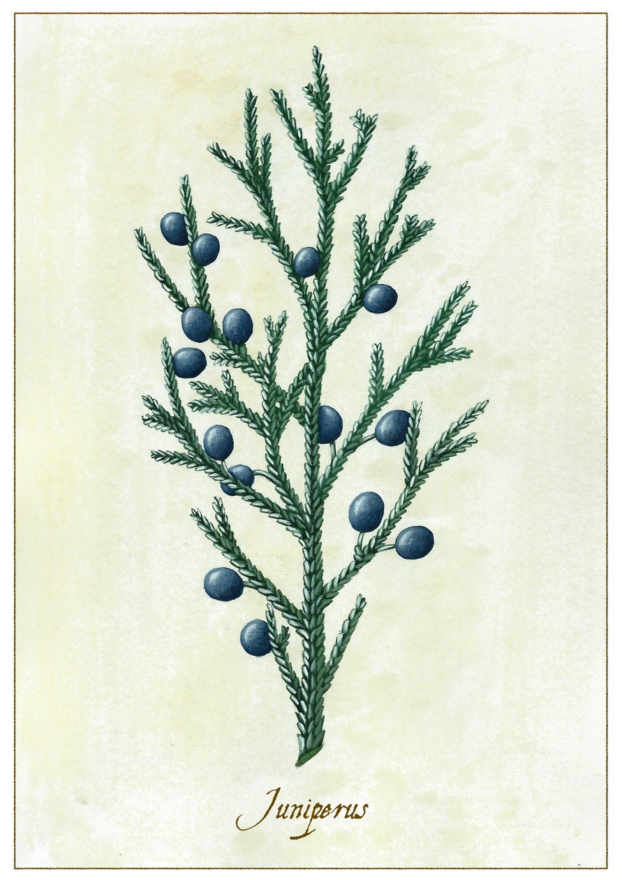 Juniperus, 2015 (gouache) av Annalisa Morrocco