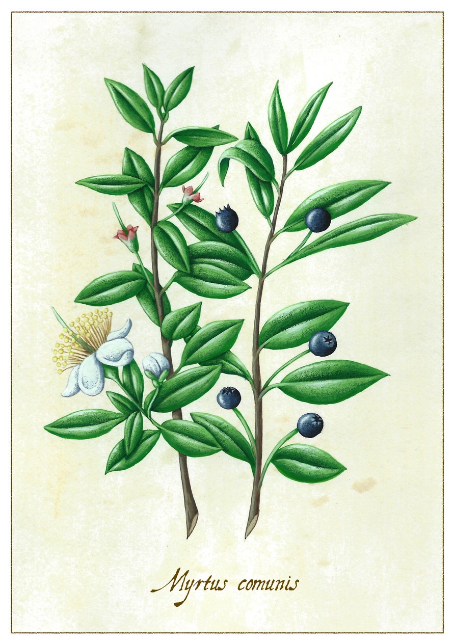 Myrtus communies, 2015 (gouache) av Annalisa Morrocco
