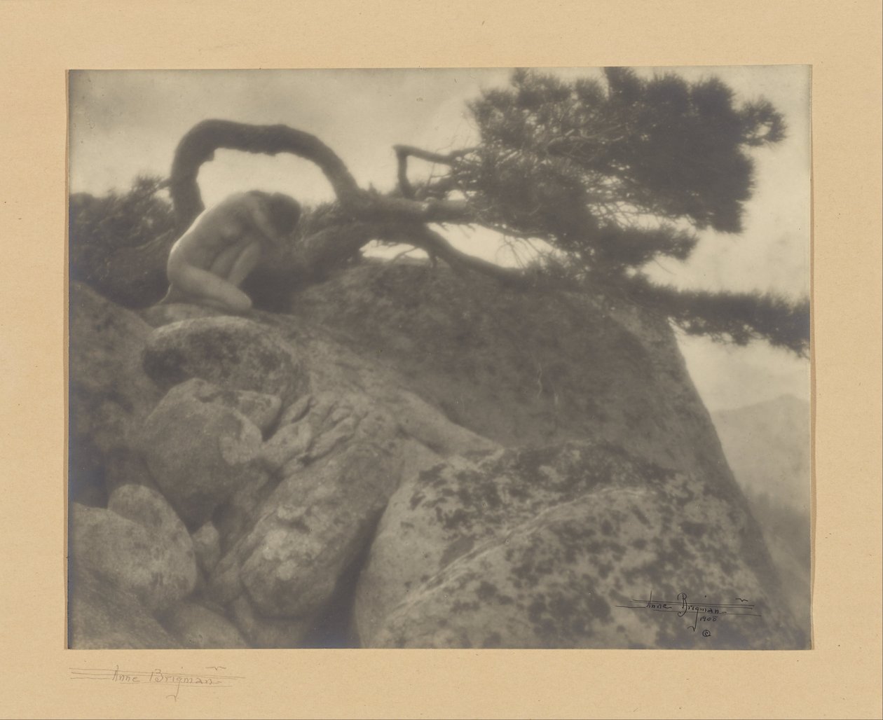 The Lone Pine av Anne W. Brigman