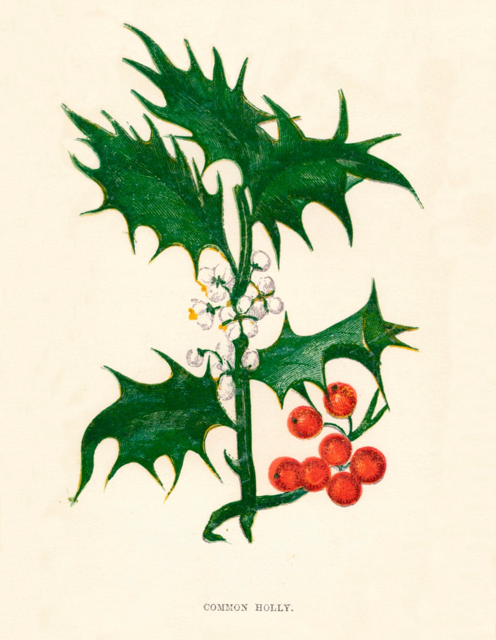 Common Holly, c1891, 1891 av Anne Pratt