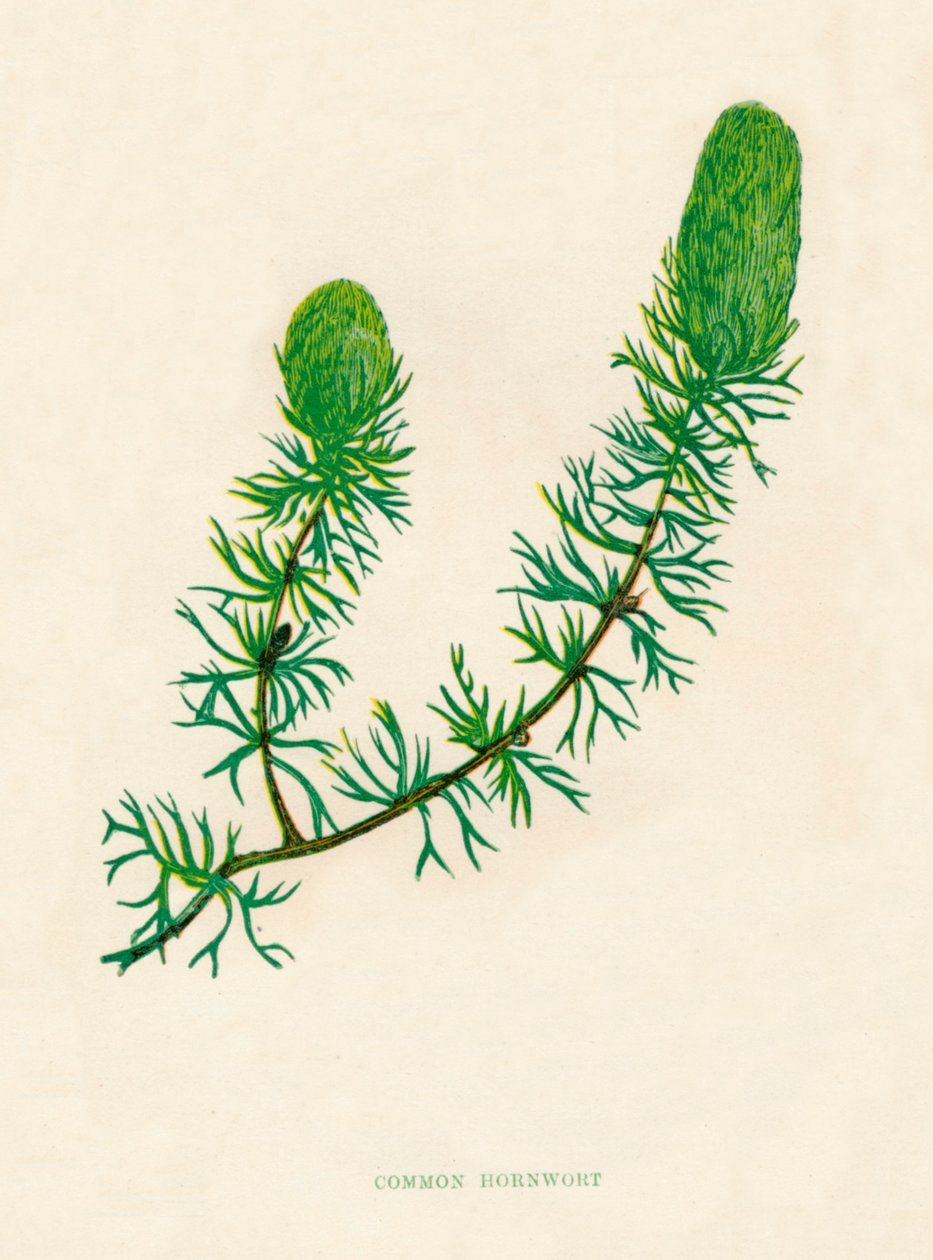 Hornört, c1891, 1891 av Anne Pratt