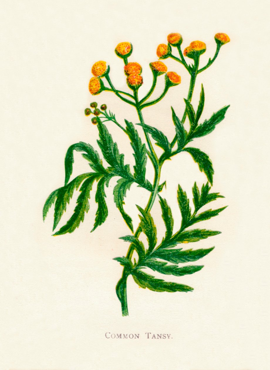 Common Tansy, c1891, 1891 av Anne Pratt