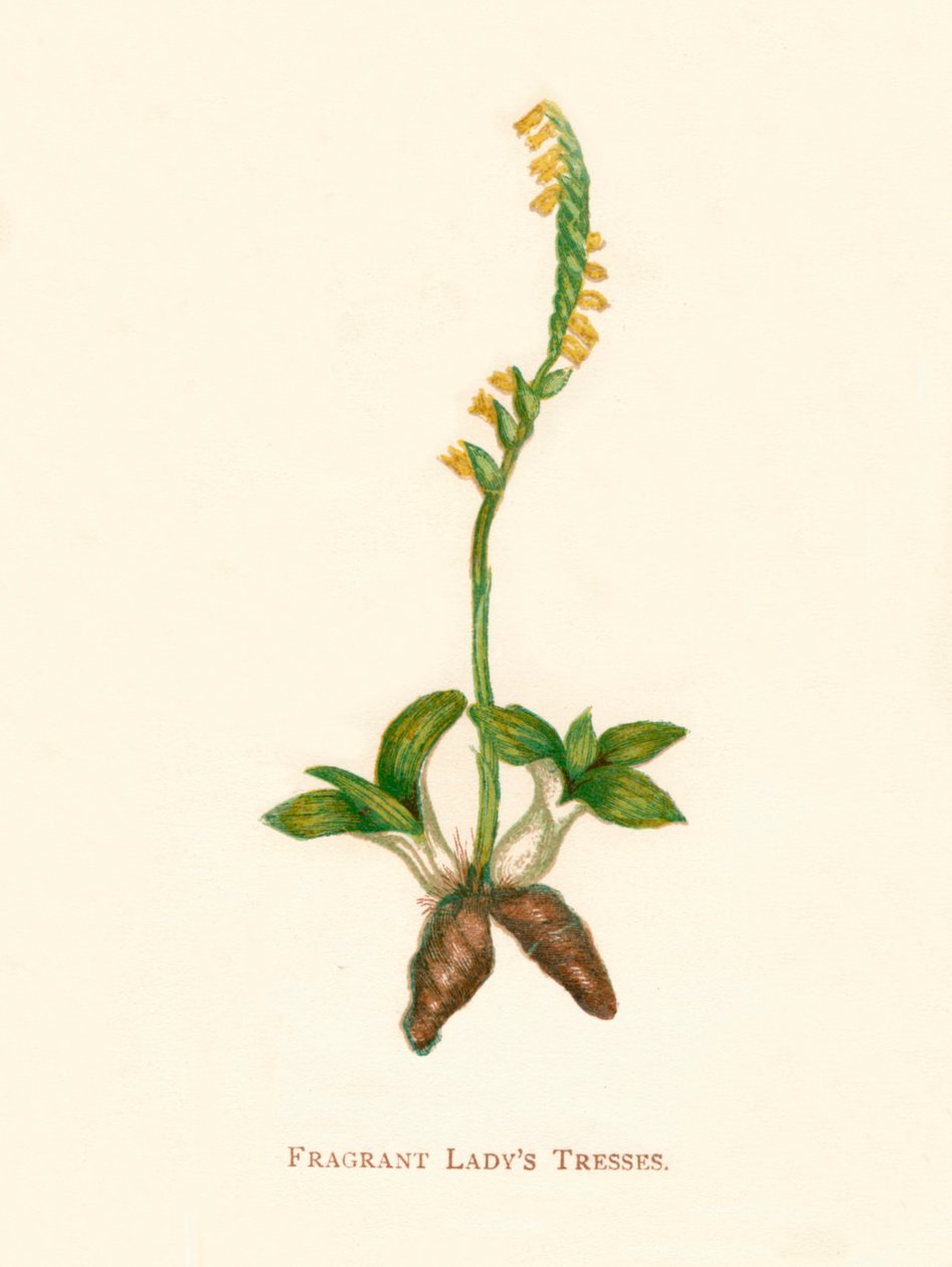 Doftande damer, c1891, 1891 av Anne Pratt