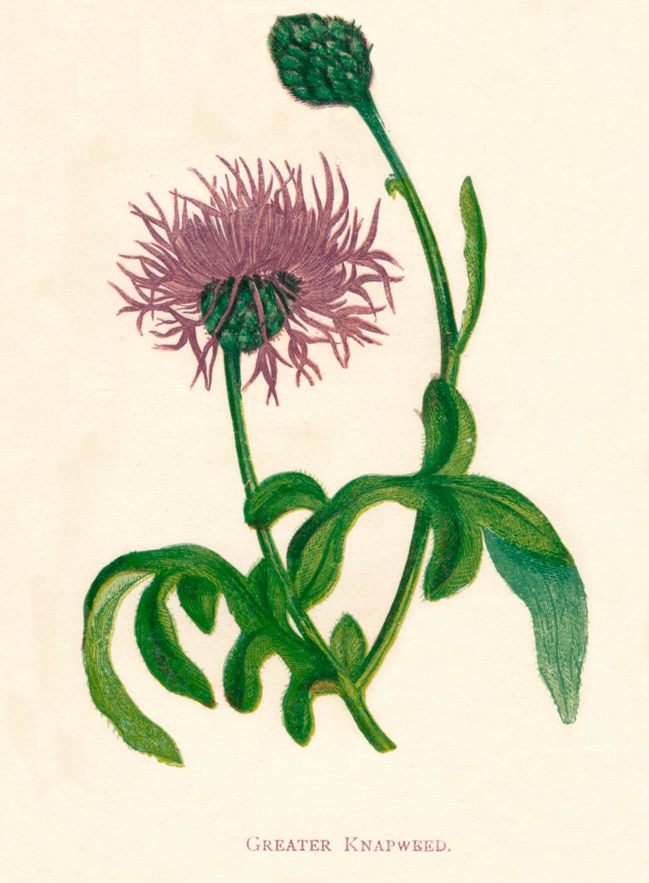 Större napweed, c1891, 1891 av Anne Pratt