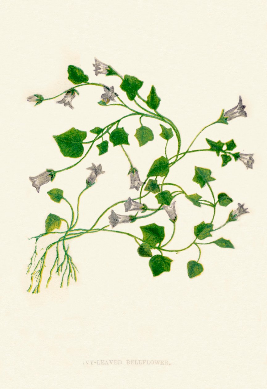 Murgrönabladsklocka, c1891, 1891 av Anne Pratt