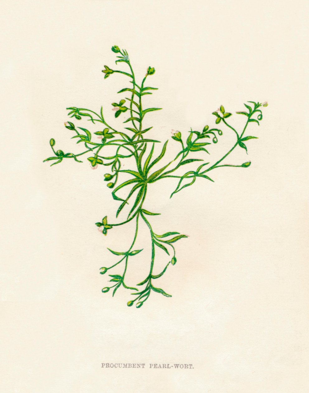 Procumbent Pearl-Wort, c1891, 1891 av Anne Pratt