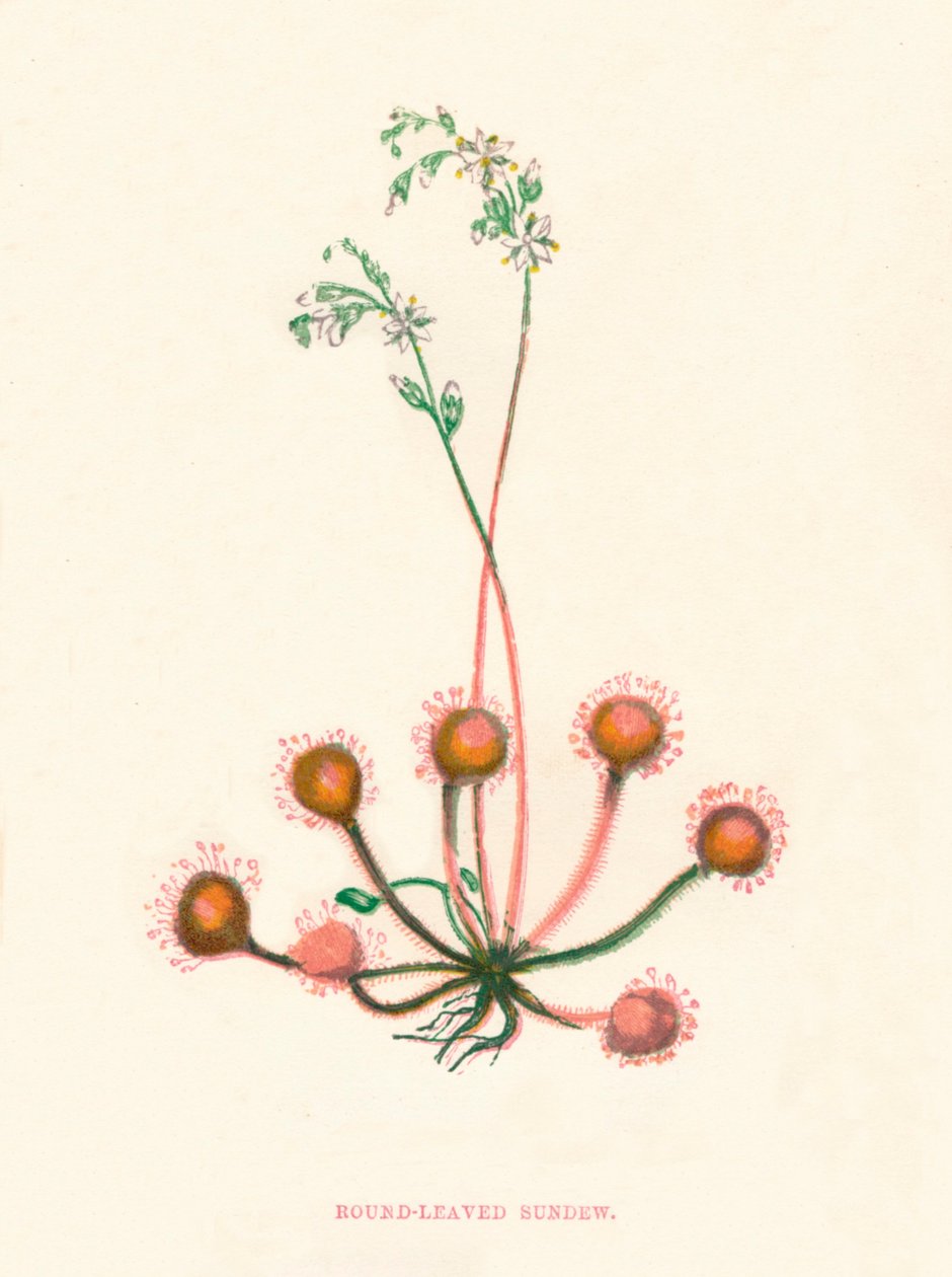 Rundbladig soldagg, c1891, 1891 av Anne Pratt