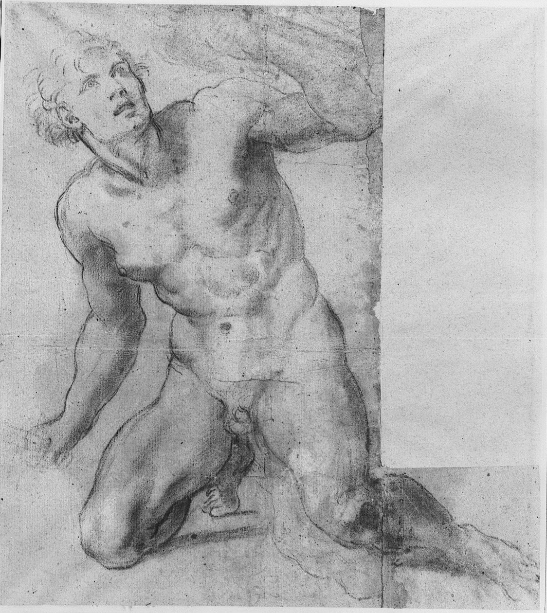 Study for Phineas - Farnese Gallery av Annibale Carracci