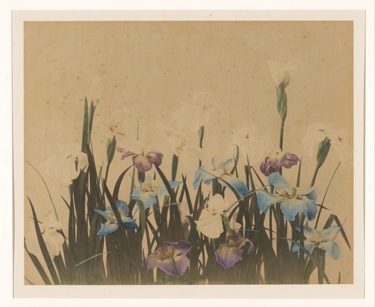 Blomma stilleben med iris av Anonymous