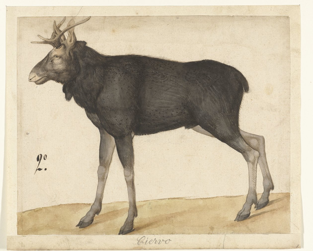 Eland Ciervo (titel på objekt) Lombard album (serietitel) av Anonymous