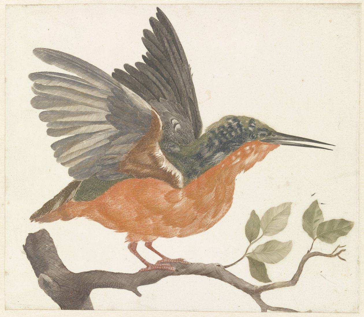 Kingfisher på trädgren av Anonymous