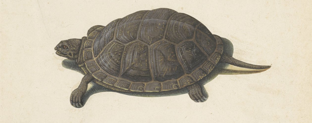 terrapin Lombard album (serietitel) av Anonymous