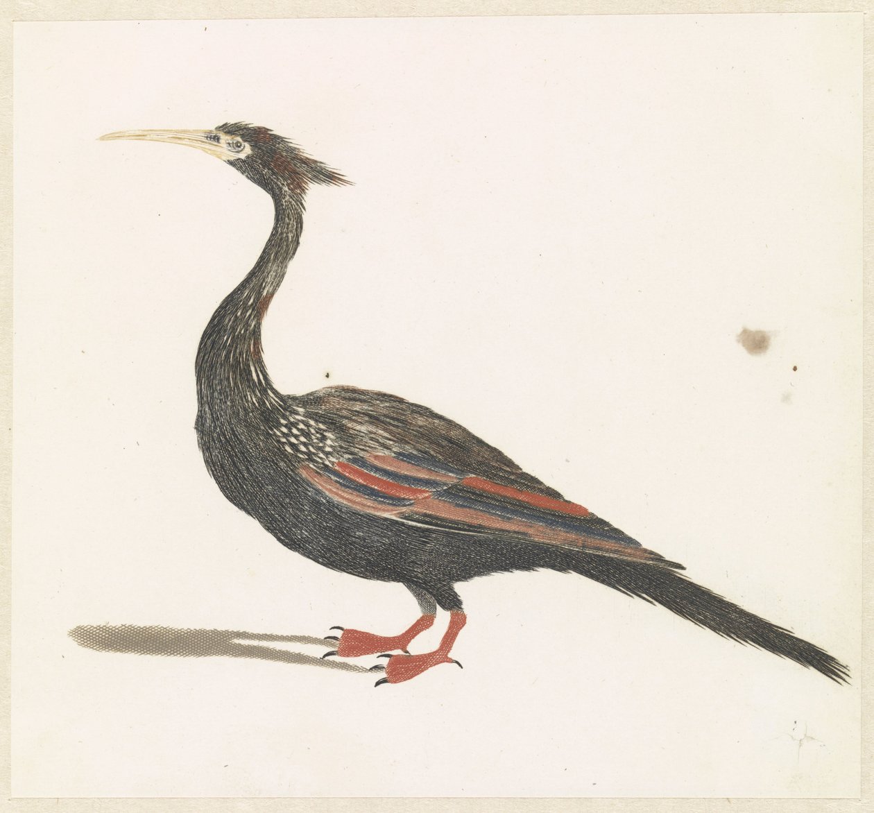 Snakeneck Vogel av Anonymous