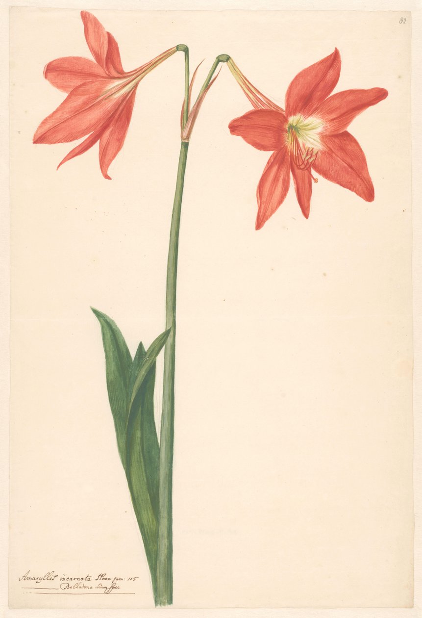 Tack van root amaryllis av Anonymous