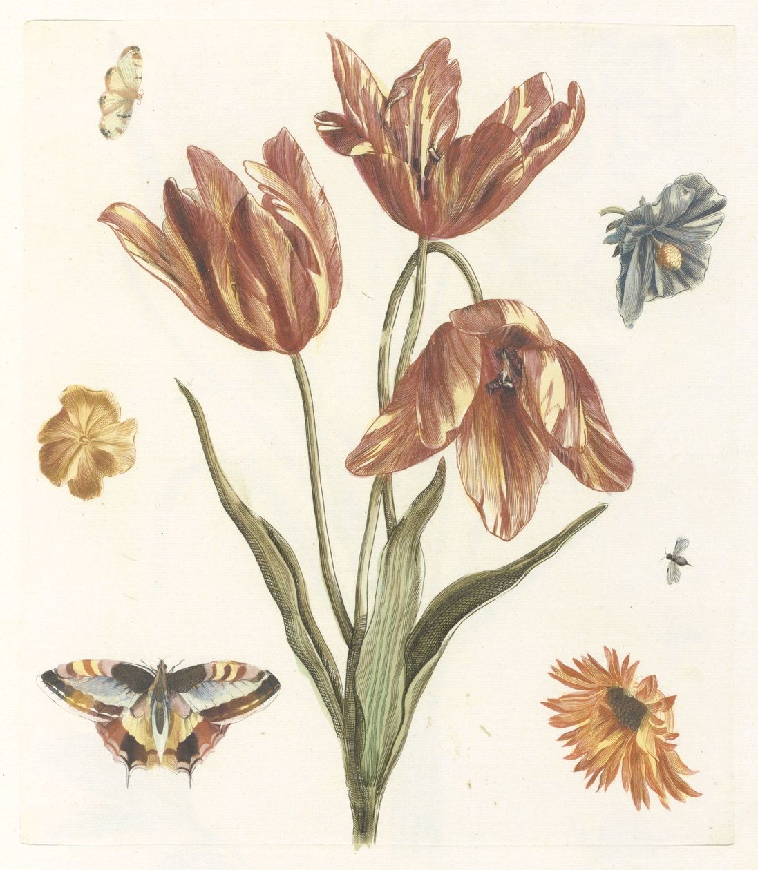 Tulpaner, andra blommor, fjärilar och en fluga av Anonymous
