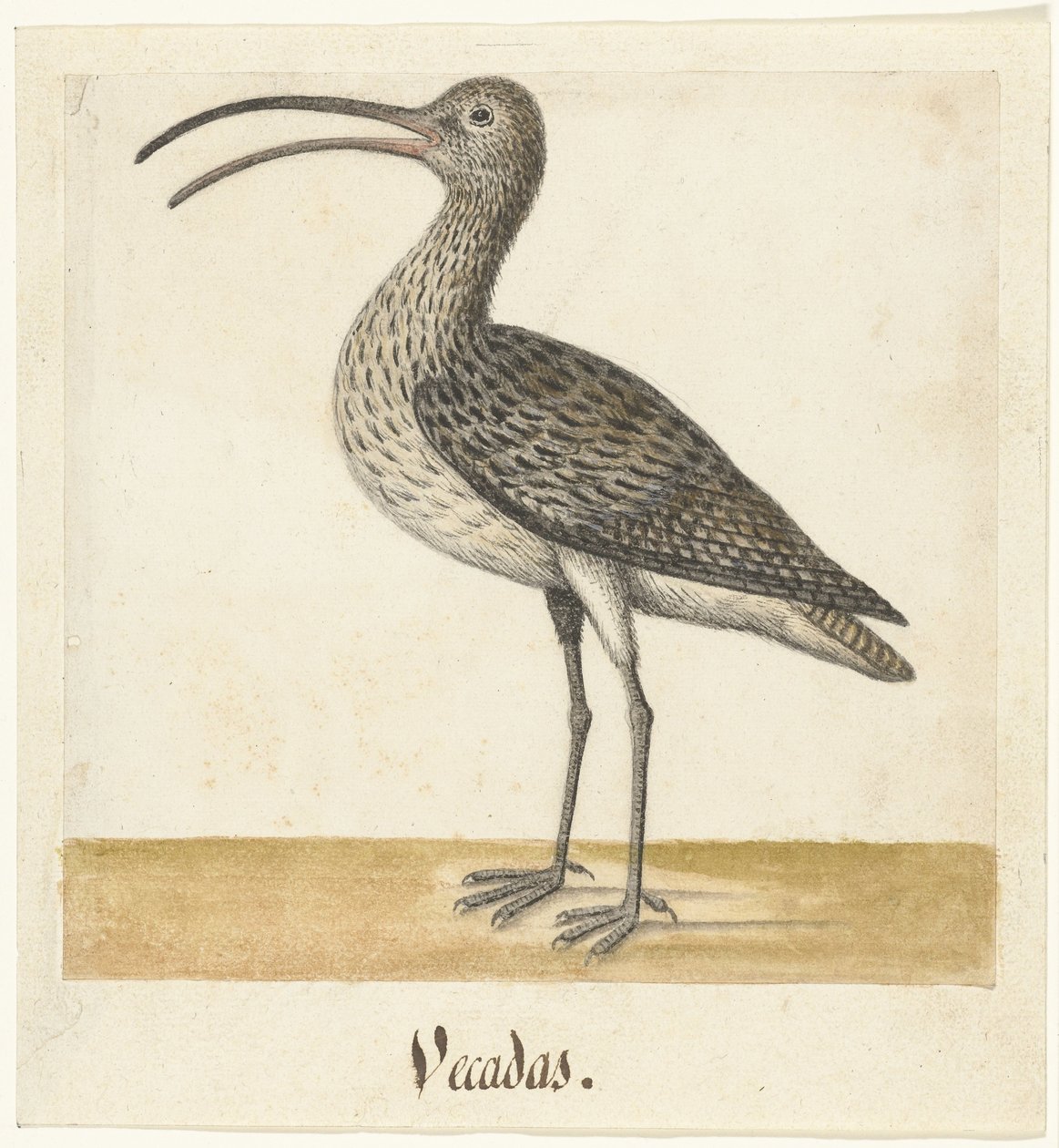 Wulp Vecadas (titel på objekt) Lombard album (serietitel) av Anonymous