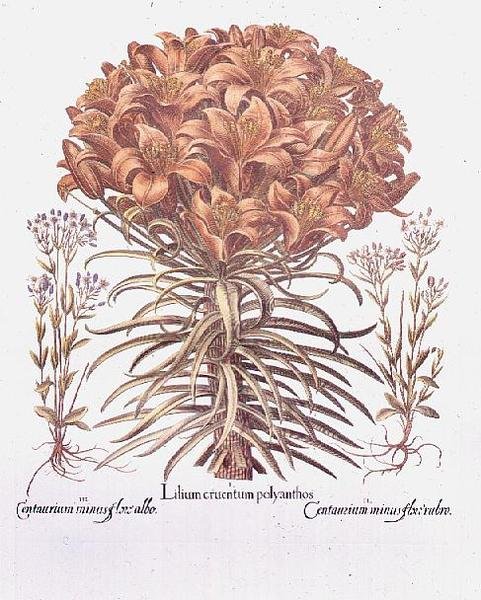 Lily och Centaurea, tyska av Anonymous Anonymous