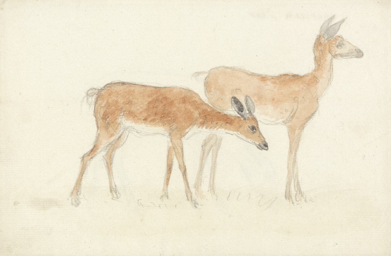 American Deer (grafit och wc på papper) av Anthony Devis