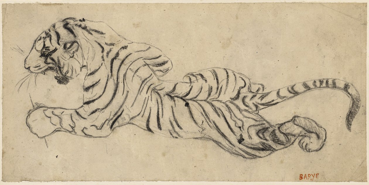 Tigre (Tiger), ca 1835 (svart krita på kalkerpapper, monterad på tavlan) av Antoine Louis Barye