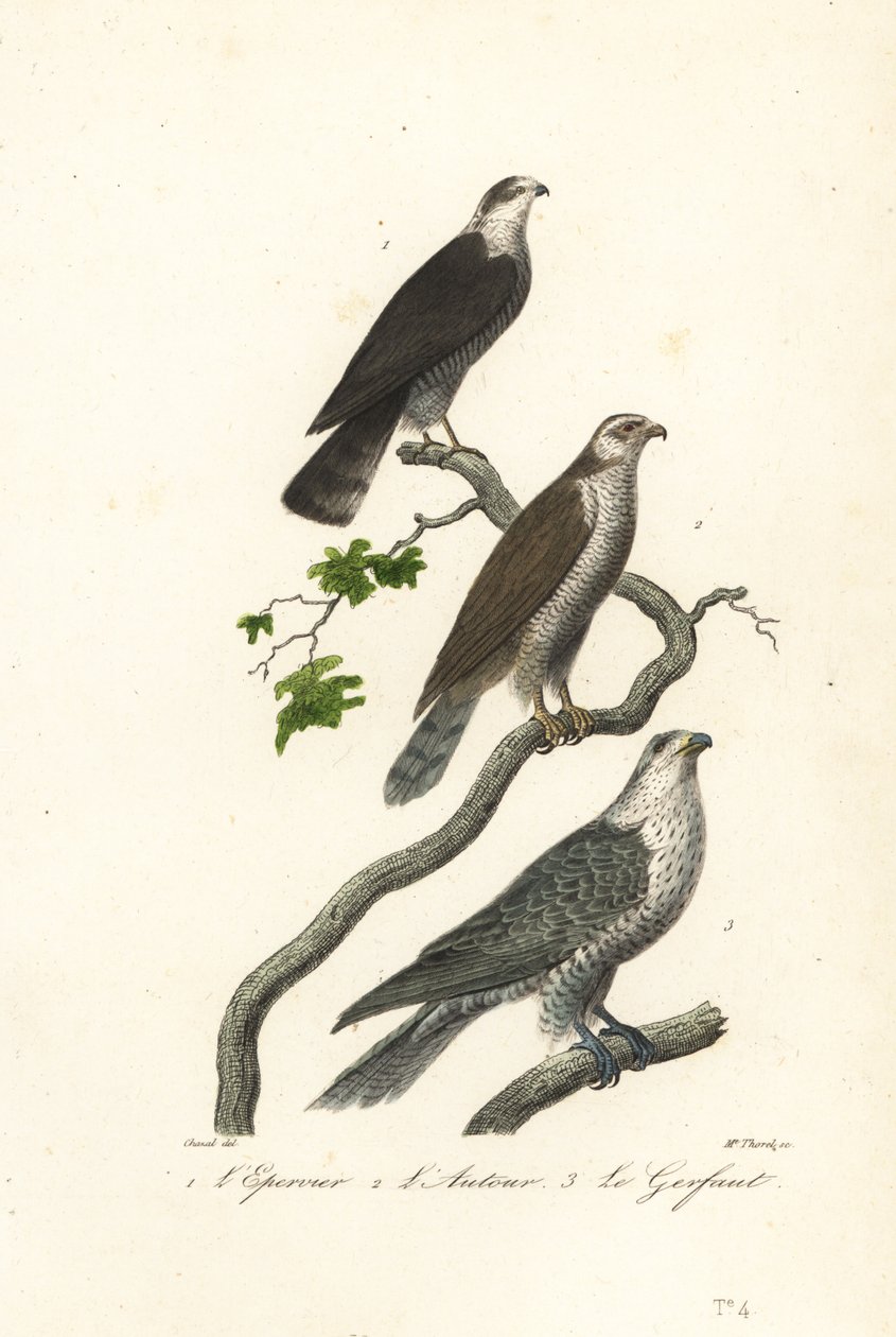 Sparvhök, gåshök och valkfalk. av Antoine (after) Chazal