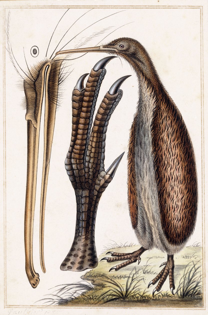 Kiwi av Antoine Charles Vauthier