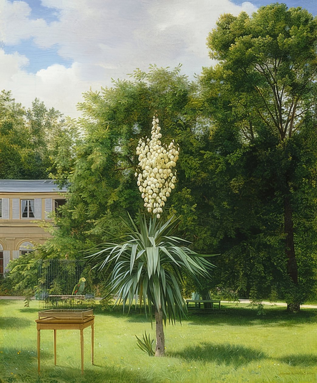 En yuccapalm i Neuilly Park. 1845 av Antoine Chazal
