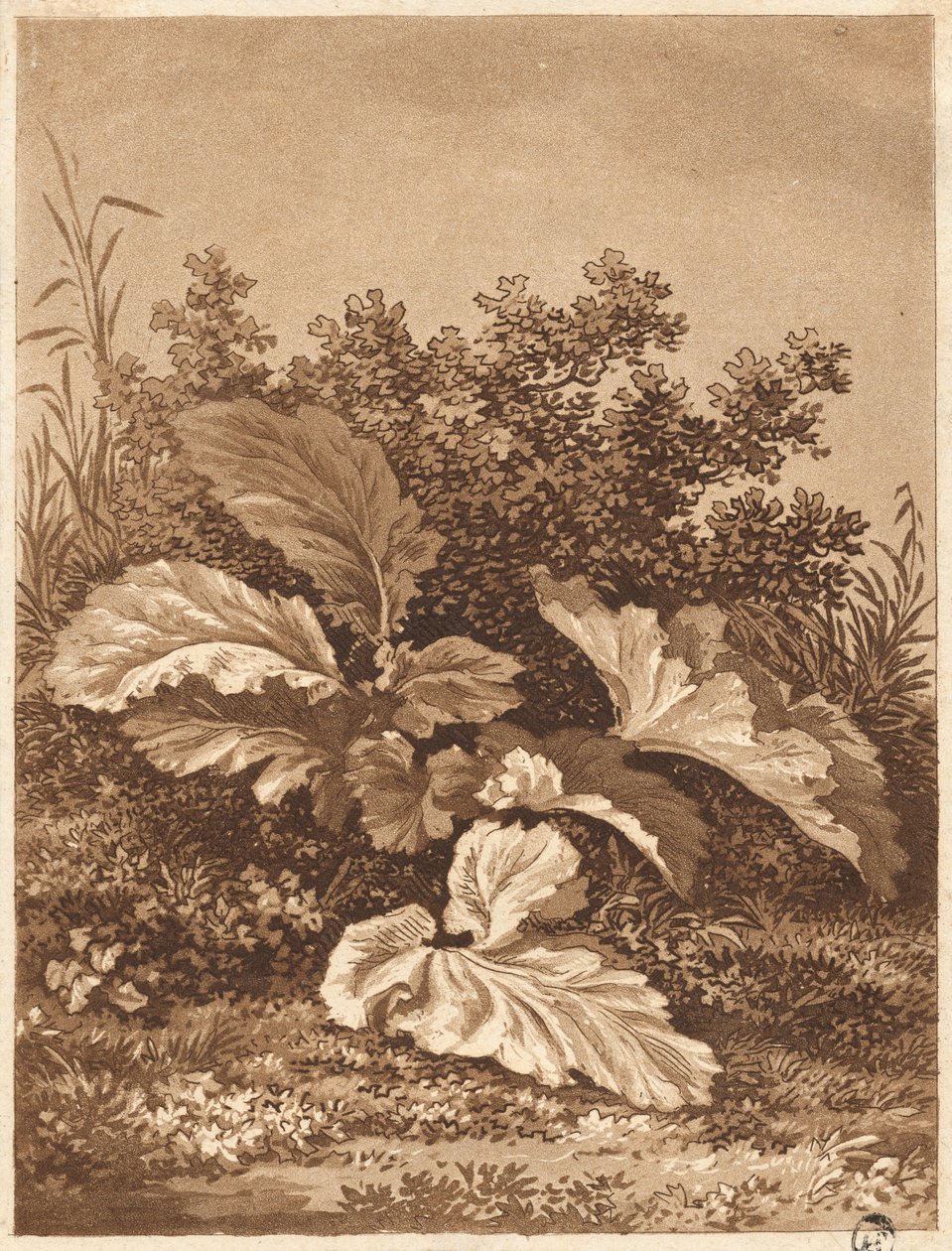 En studie av löv, ca. 1800. av Anton Balzer