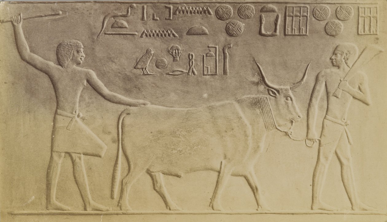 Helig tjur i Saqqara av Antonio Beato