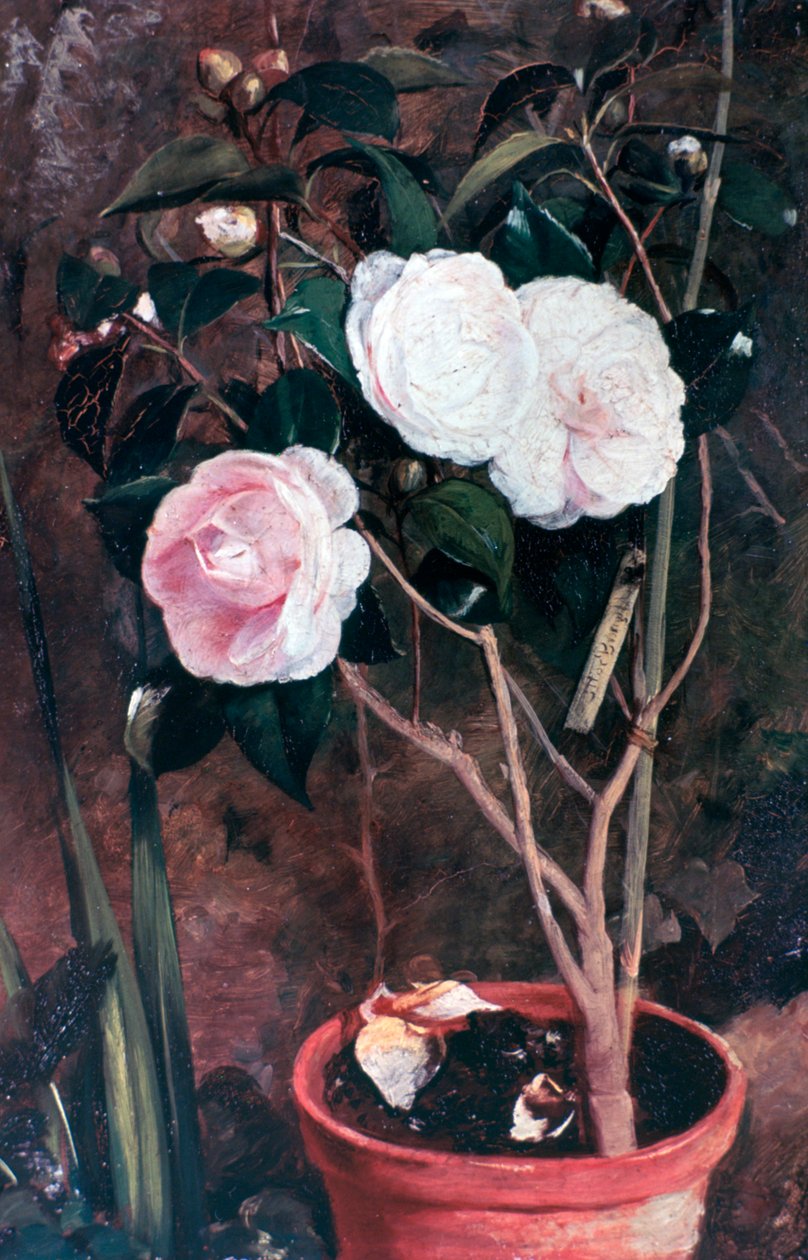 Camelias, 1800-talet av Antonio Maria Fabres y Costa