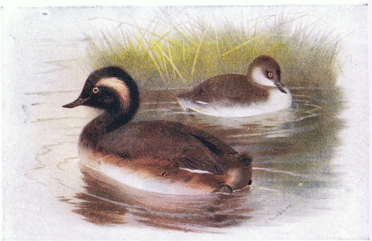 Svarthalsad lappfågel av Archibald Thorburn