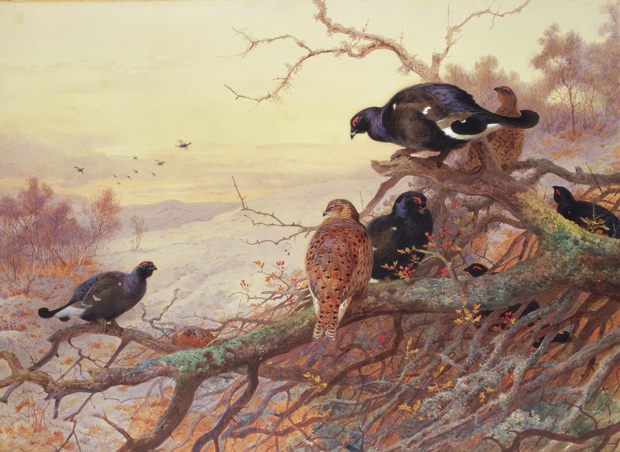 Blackgame på vintern av Archibald Thorburn