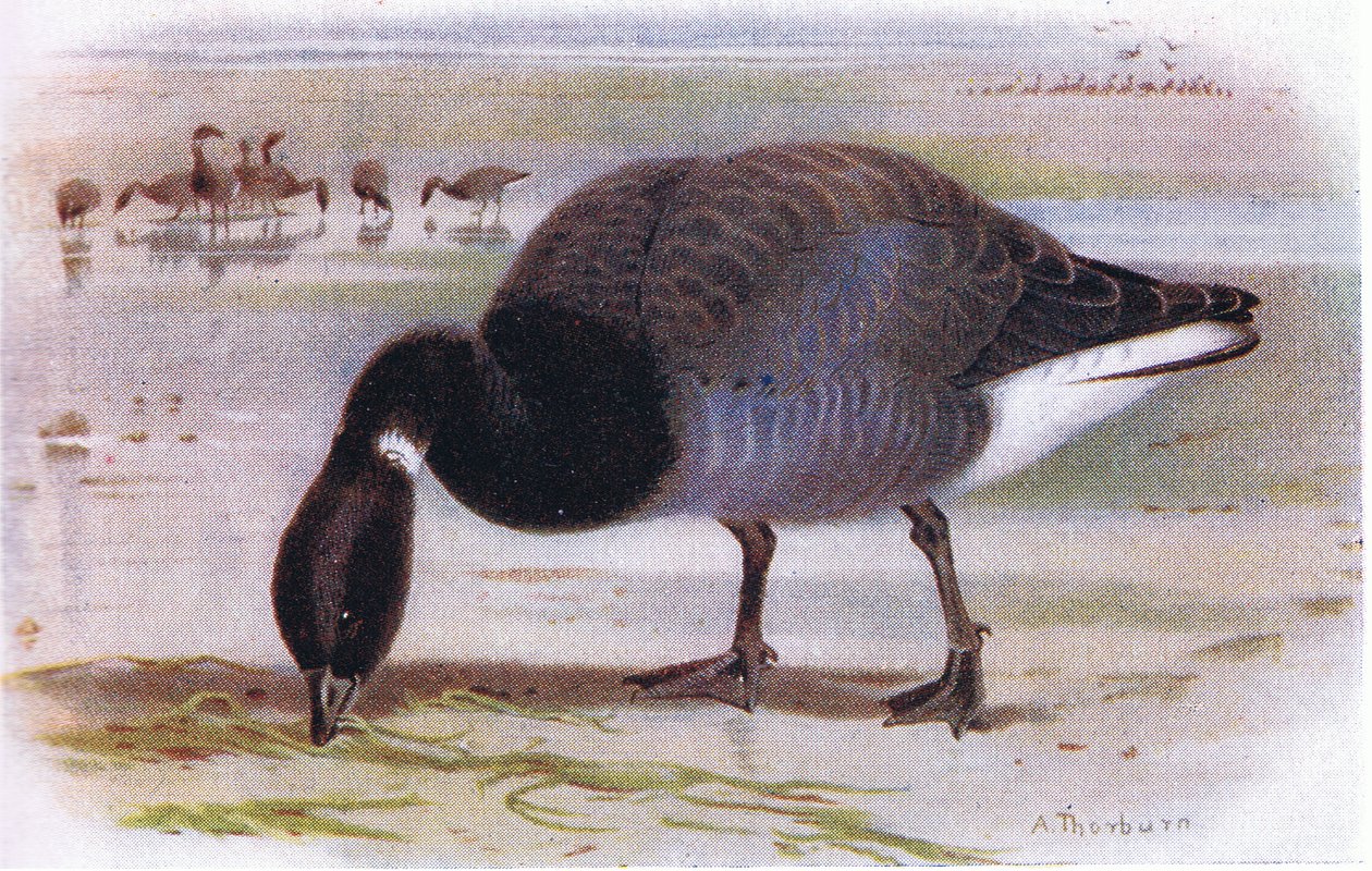 Brent Goose av Archibald Thorburn
