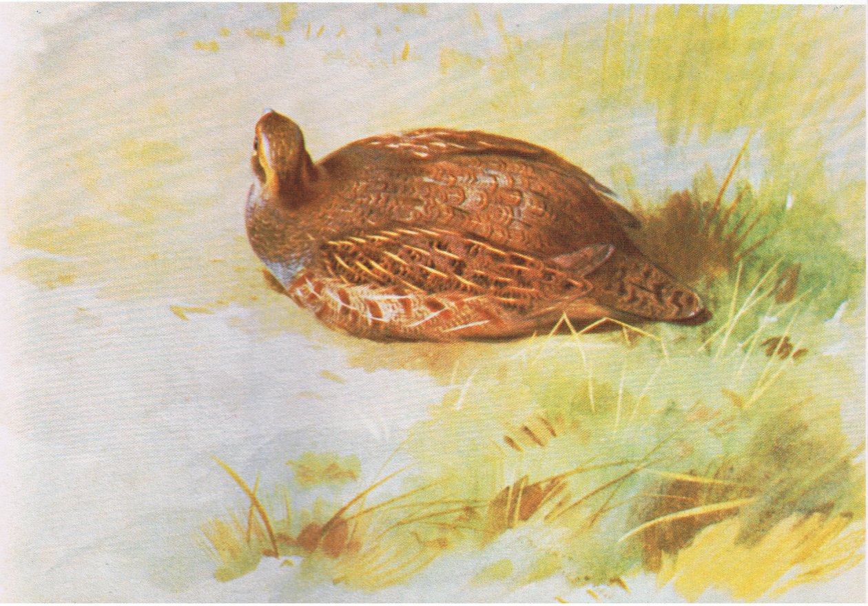Common Partridge, pub. av Book Club Associates, 1972 av Archibald Thorburn