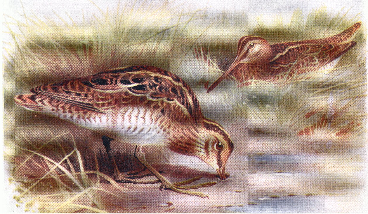 Snipe, från Birds of the British Isles and Their Eggs publicerad av Frederick Warne & Co Ltd, 1958 av Archibald Thorburn