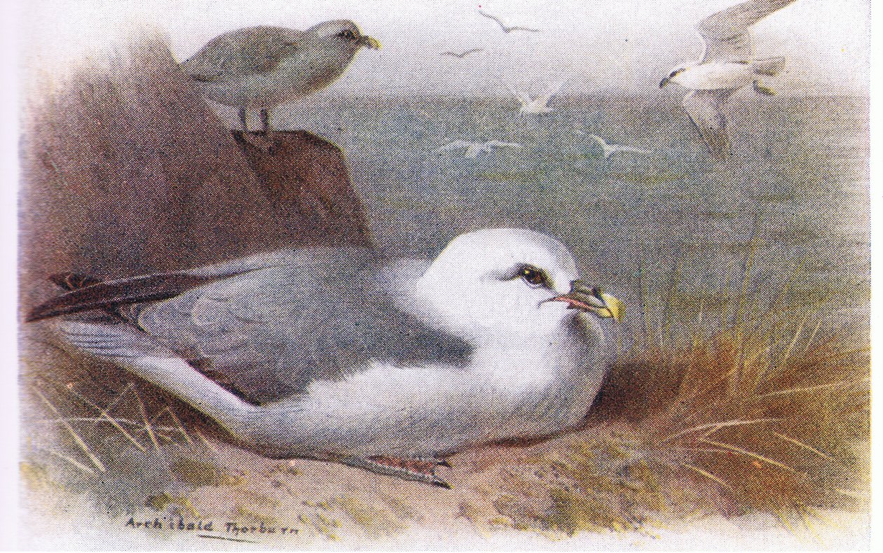 Fulmar av Archibald Thorburn