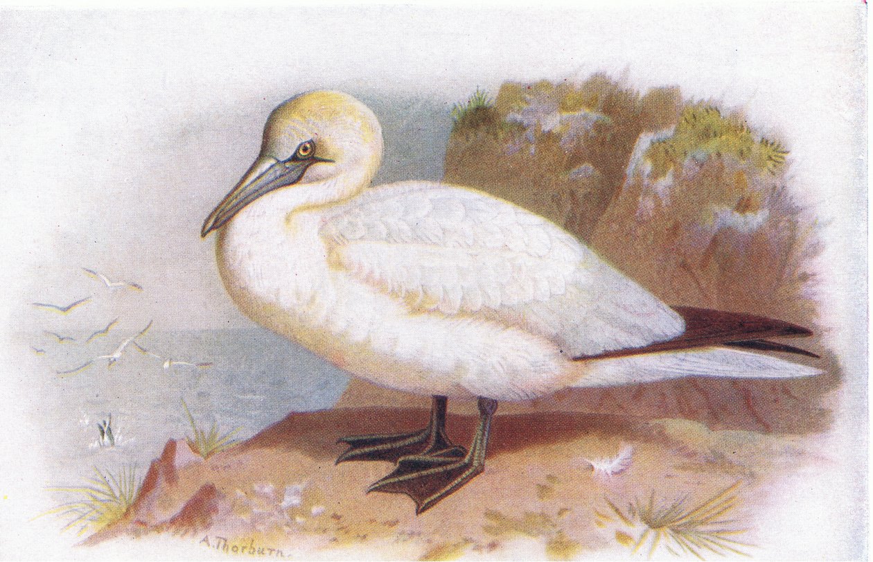 Gannet av Archibald Thorburn