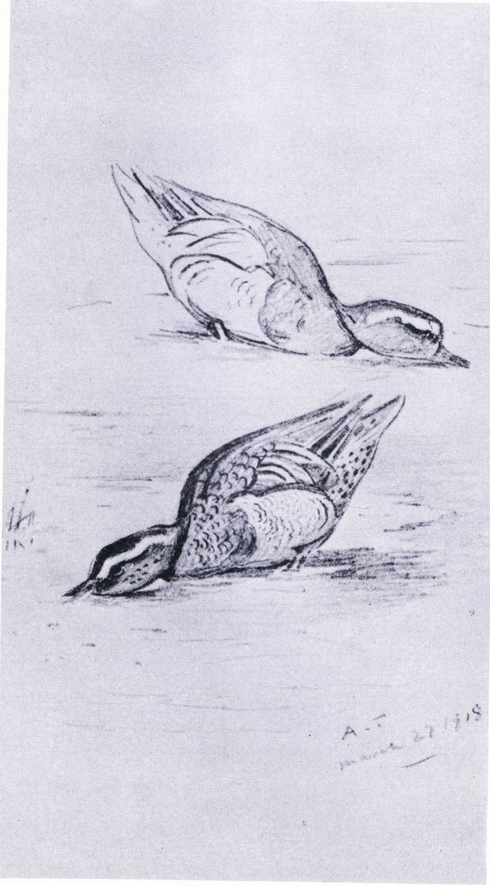 Garganey matning, pub. av Book Club Associates, 1972 av Archibald Thorburn
