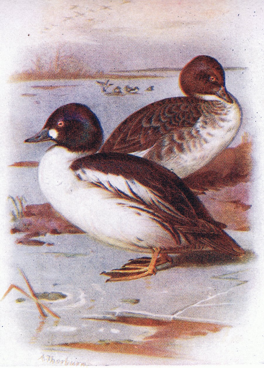 Goldeneye av Archibald Thorburn