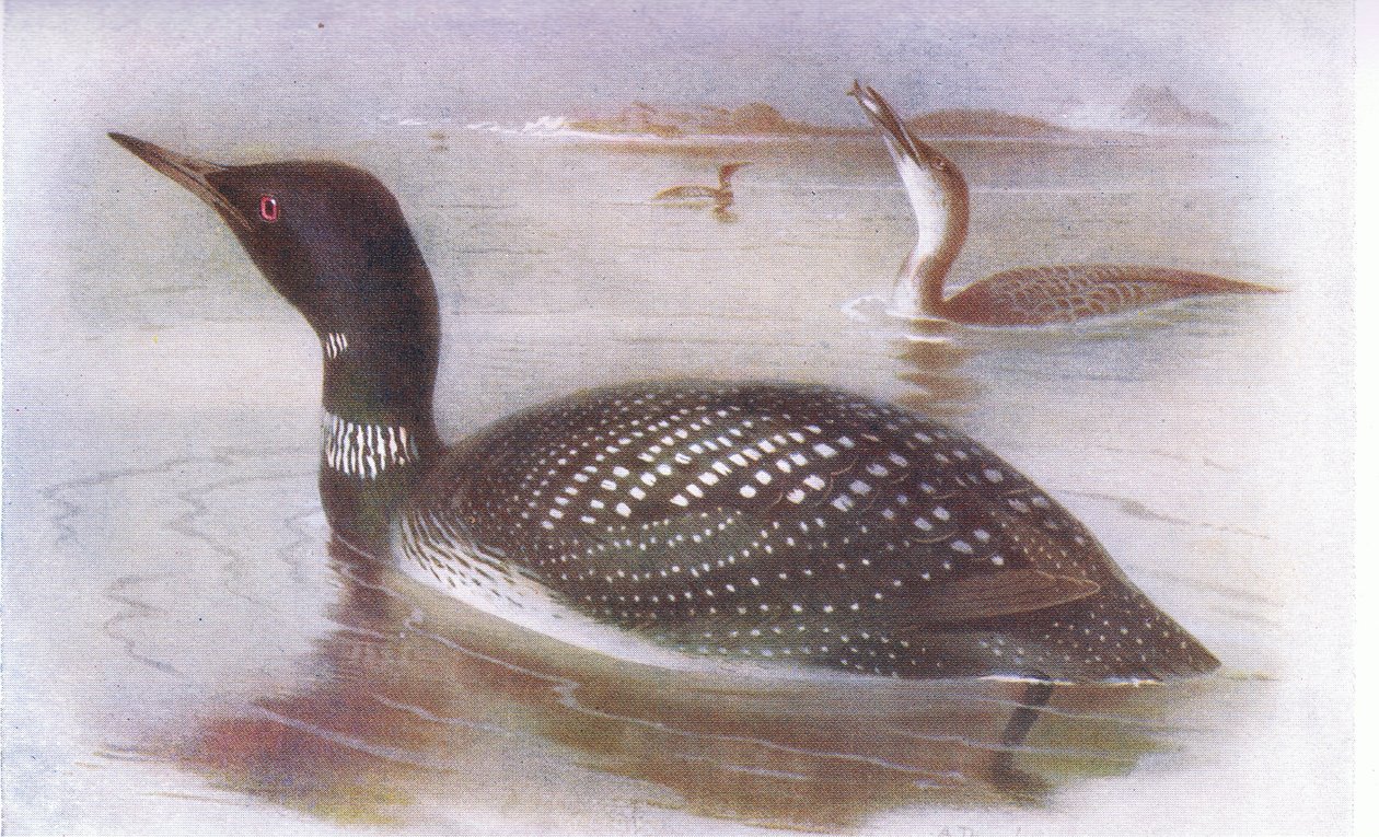 Stor nordisk dykare av Archibald Thorburn