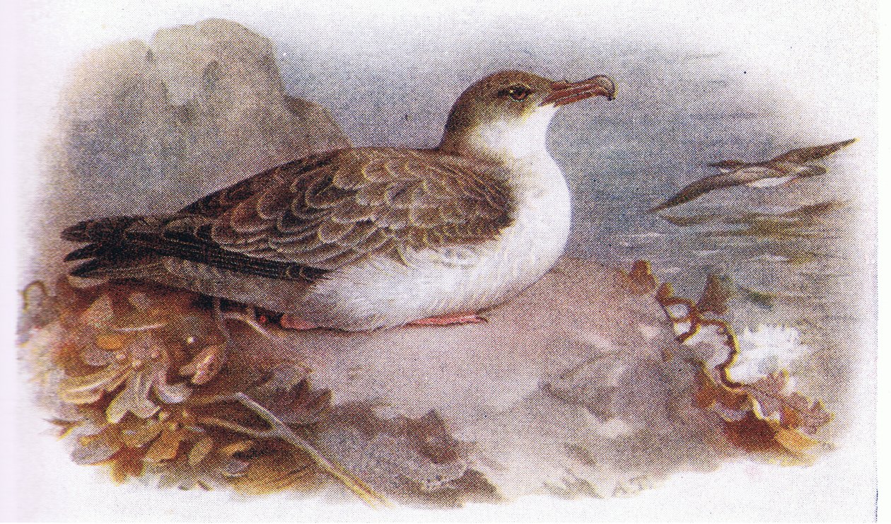 Great Shearwater av Archibald Thorburn