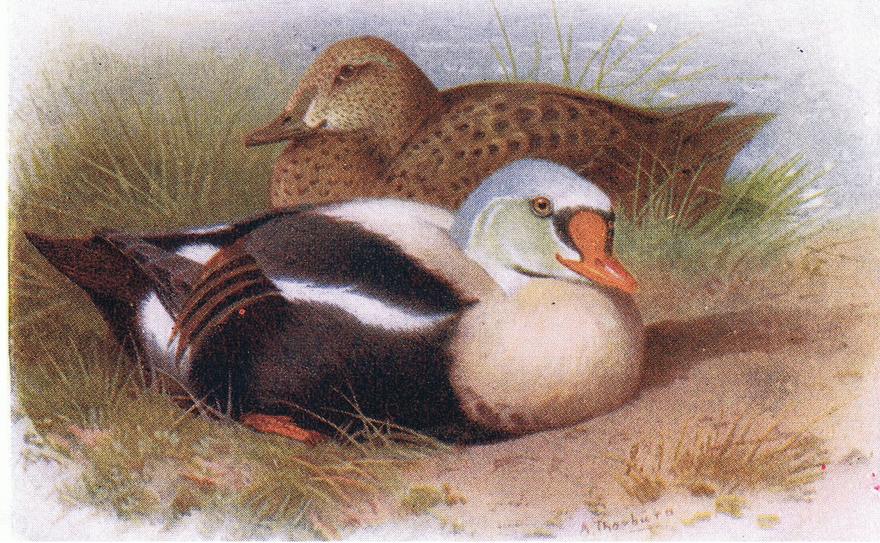 Kung ejder av Archibald Thorburn
