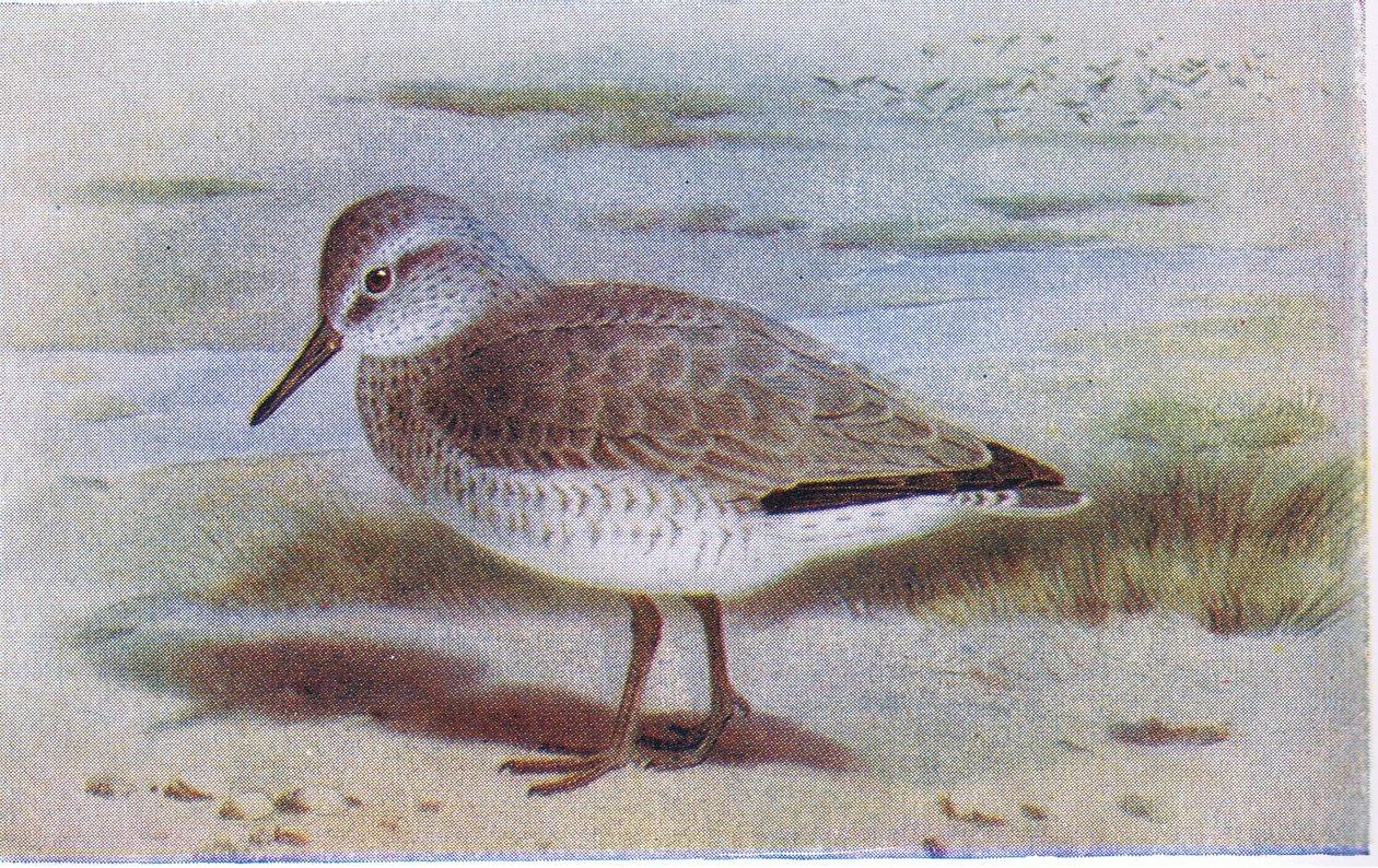Knot, från Birds of the British Isles and Their Eggs publicerad av Frederick Warne & Co Ltd, 1958 av Archibald Thorburn