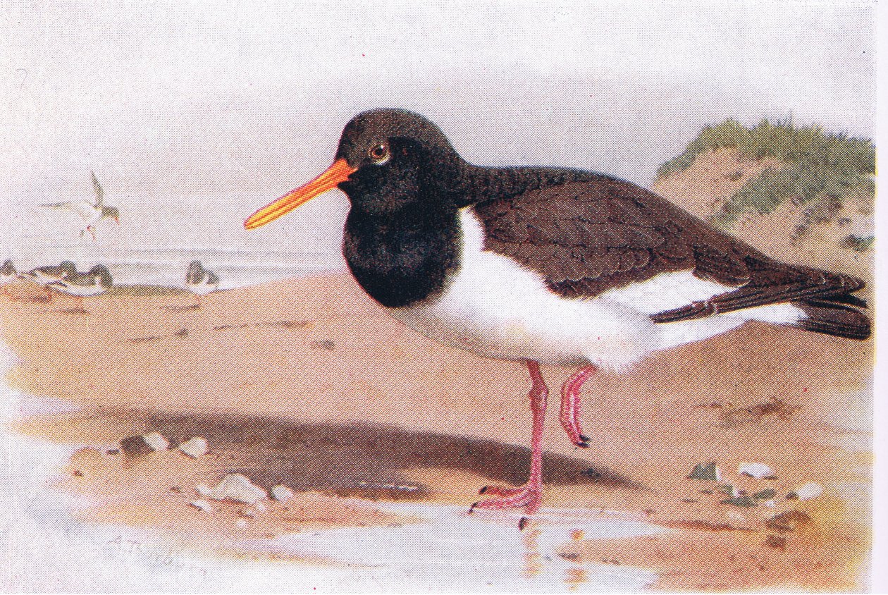 Oyster Catcher, från Birds of the British Isles and Their Eggs publicerad av Frederick Warne & Co Ltd, 1958 av Archibald Thorburn